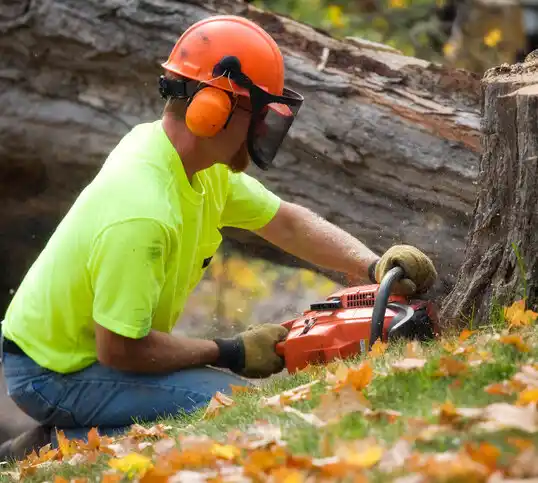 tree services The Village of Indian Hill